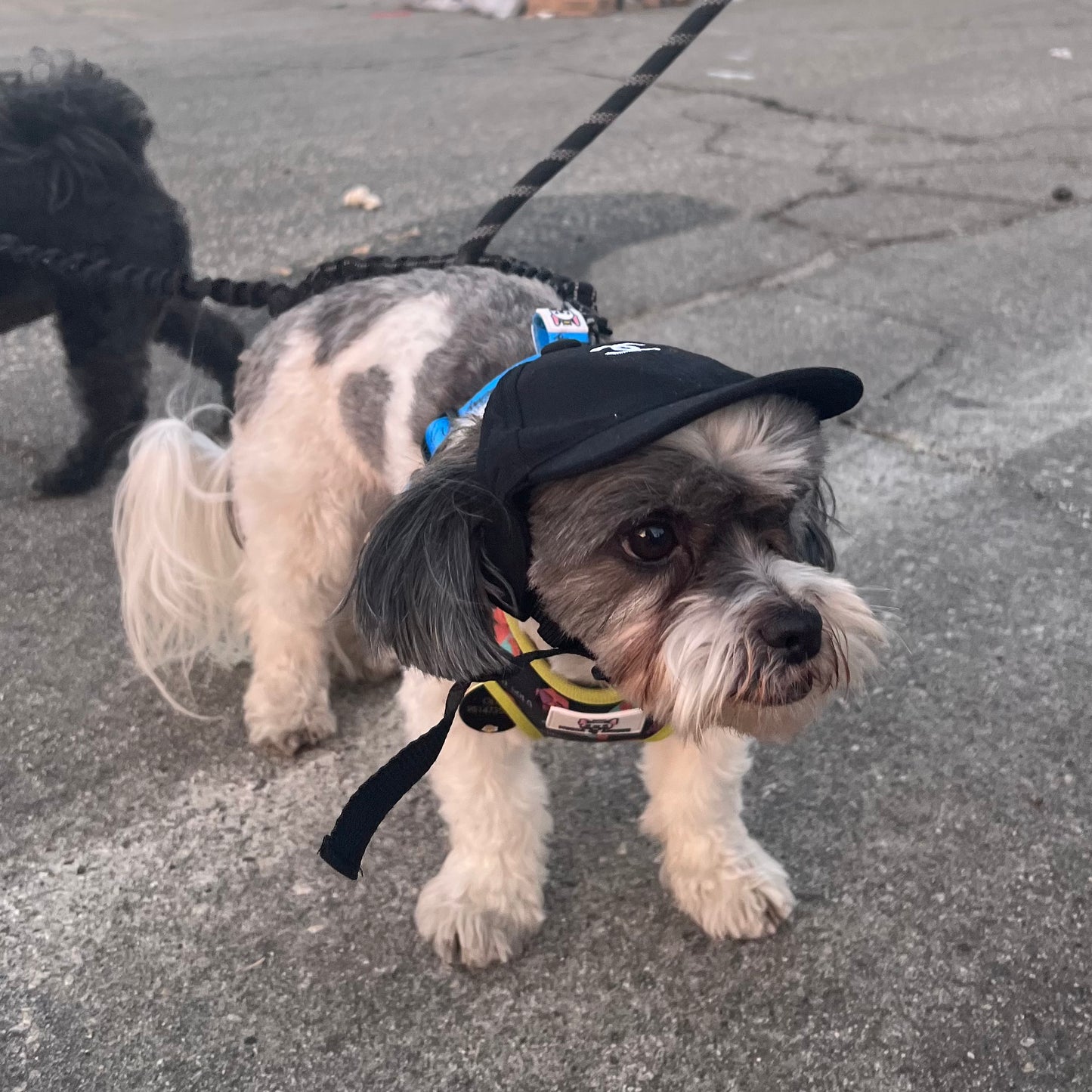 CC Dog Hat